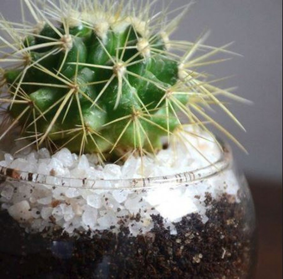 Nem találnád ki, hogy miért kell kaktuszt tenni a hálószobádba