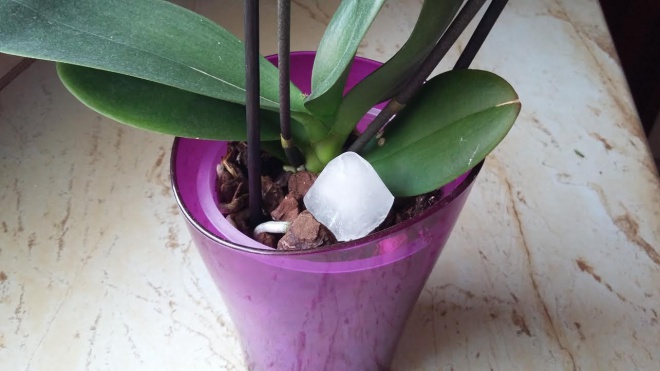 ORCHIDEA KEDVELŐK FIGYELMÉBE: Miért tegyél jégkockát az orchideád földjére
