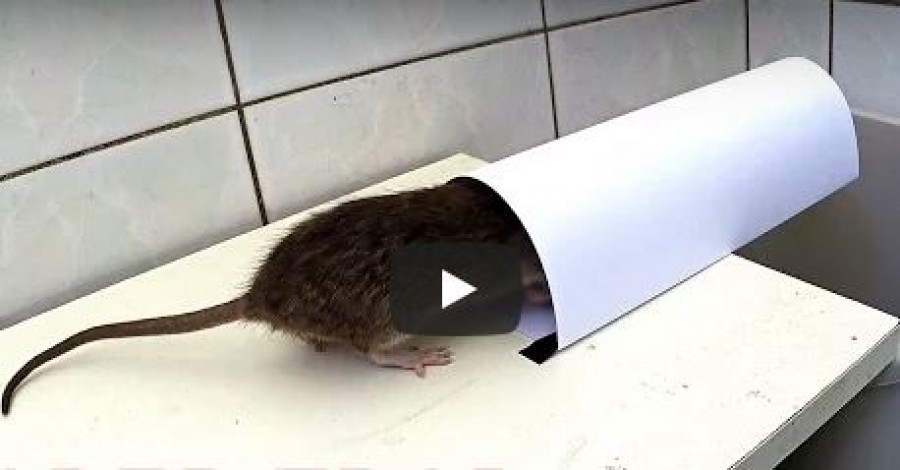 Egy kartonlapból készített pofonegyszerű csapdával megszabadulhatsz az egerektől, patkányoktól