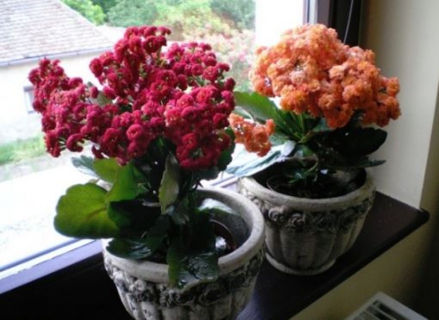 Így lesznek erősek és szépek a szobanövényeid pár konyhai hulladék felhasználásával