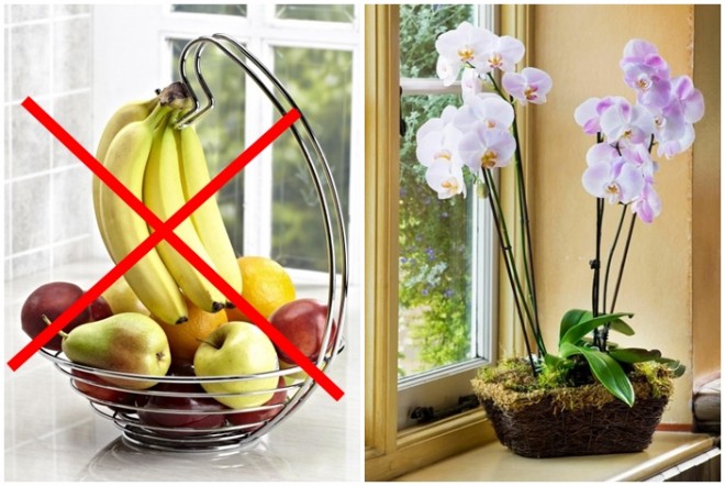 Az orchidea közelében soha ne legyen gyümölcs!