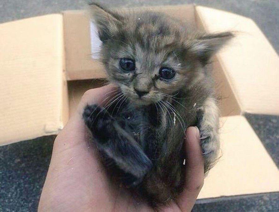 Találtak egy aranyos árva kiscicát, és hazavitték