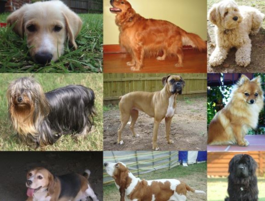 Tudd meg, hogy a csillagjegyed szerint melyik kutyafaj illik hozzád