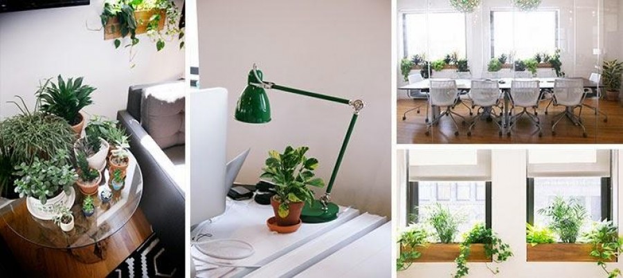 Tartsunk növényeket minden irodában!