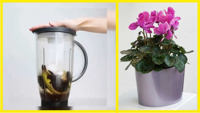 Így készíts konyhai hulladékból tápoldatot virágos növényeidnek!