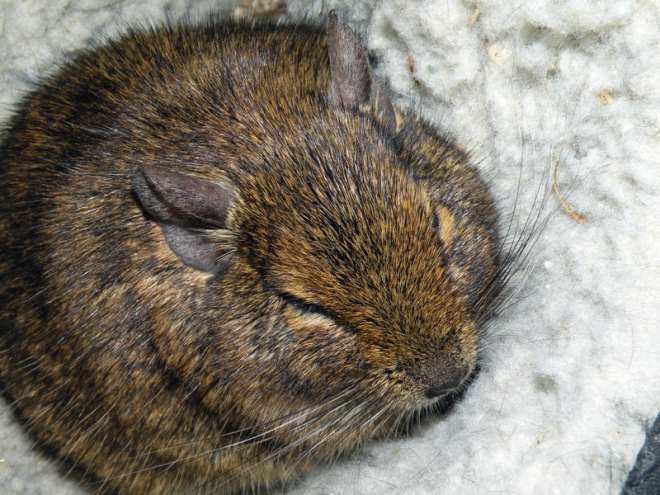 Degu-titkok