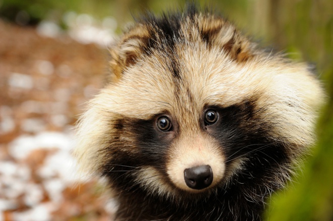 Miért különleges a tanuki és milyen állat?