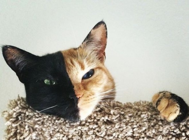 Vénusz a kétarcú cica